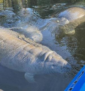 一头大象在水中游泳