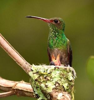 一只蜂鸟坐在树枝上