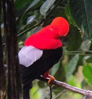 一只红黑色的鸟坐在树枝上