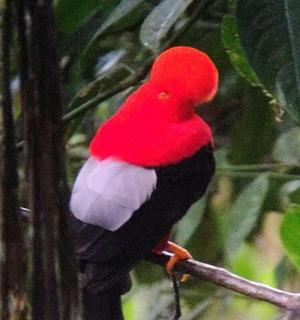 一只红白相间的鸟坐在树枝上