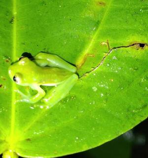 一只青蛙坐在一片绿叶上