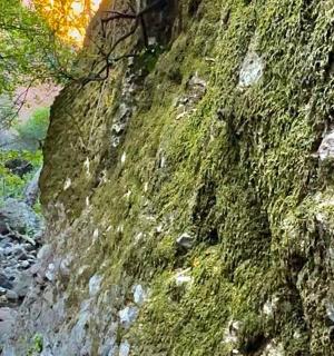 a moss covered rock wall next to a river
