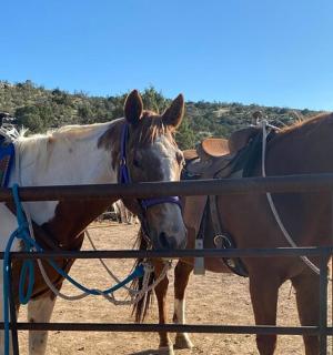 Dva koně stojí vedle plotu