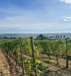 田野上长满葡萄的葡萄园