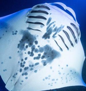 bílá skořápka s černými skvrnami ve vodě