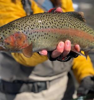 一个手里拿着鱼的男人