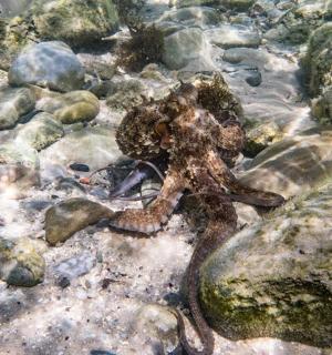 一只海星坐在水中的岩石上