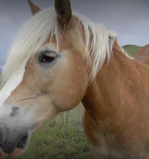 a brown and white horse standing in a field