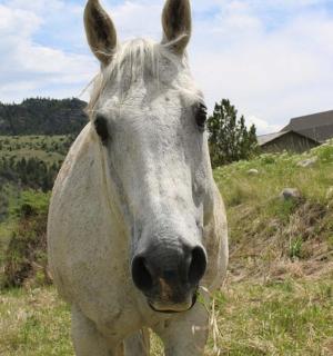 a white horse standing in a grassy field