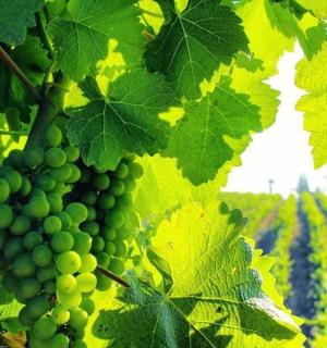 一串绿葡萄挂在树上