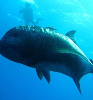 a shark swimming in the water with a diver