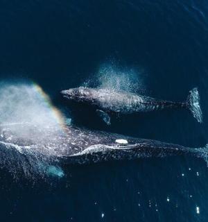 海洋中的两条鲸鱼和一道彩虹