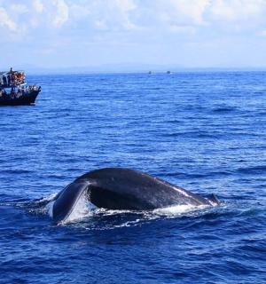 a whale in the ocean next to a boat