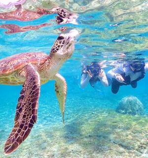 人们和乌龟在水中游泳