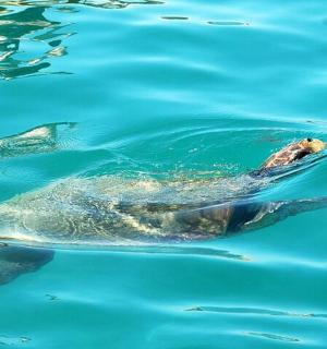 a large turtle swimming in the water