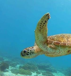 a green sea turtle swimming in the water