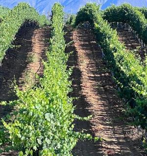 a row of crops in a field