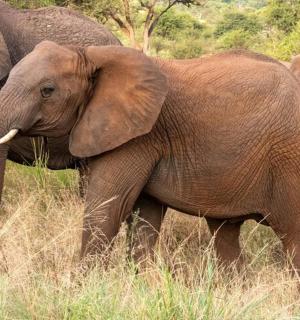 一群大象在高高的草丛中行走