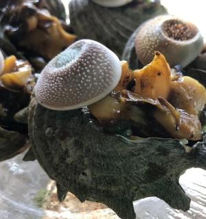 a bunch of rotten fruits on a glass plate