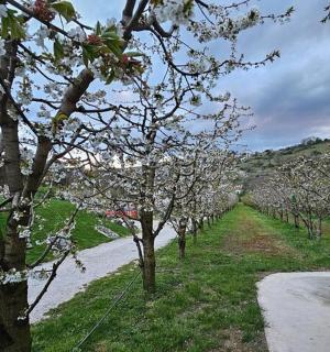 路边一排开着白花的树