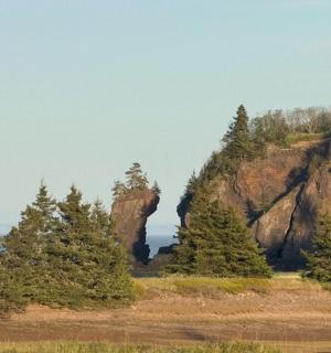 山前的一片树林