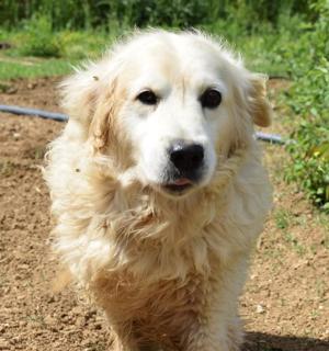 a white dog walking on a dirt field