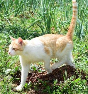 一只橙白相间的猫在草地上行走