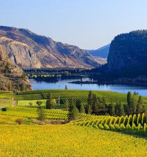 有一条河和一片黄花田的葡萄园