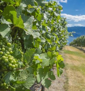 葡萄园里的一串绿葡萄