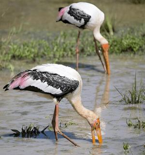 two birds are standing in the water with their beaksearch