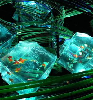 a group of plastic containers filled with gold fish