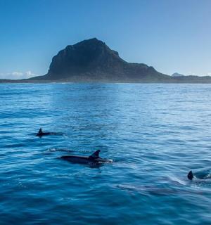a group of dolphins swimming in the water