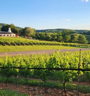 a view of a vineyard with a building in the background