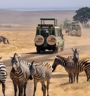 一群斑马和一辆车站在土路上