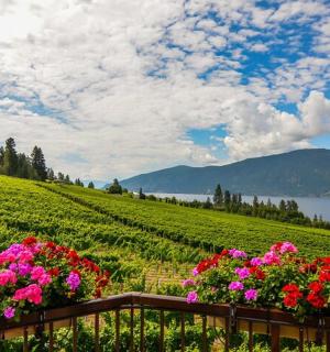 葡萄园的篱笆上盛开着鲜花