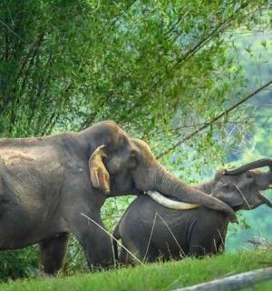 两头大象并排站在田野里