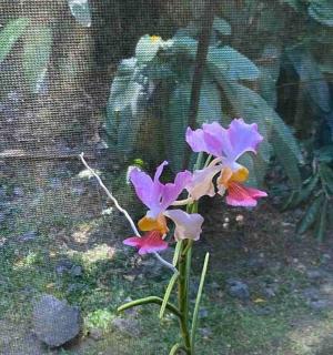 a group of purple flowers in front of a fence