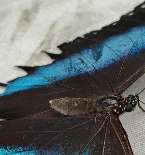 一只黑色和蓝色的蝴蝶坐在桌子上