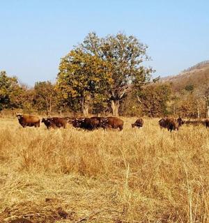 a herd of cows walking in a field