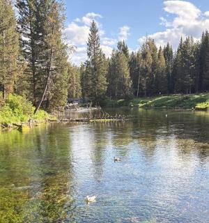 jõgi, kus kaks parti vees ujuvad