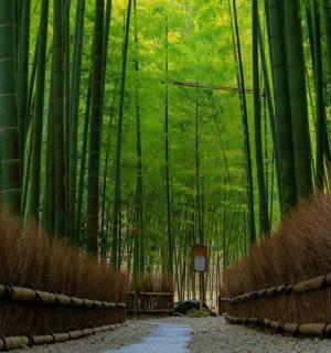 一片竹林，前面有一条小路