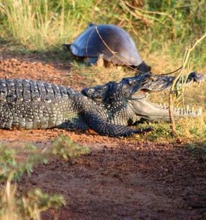 a crocodile and a turtle on a dirt road