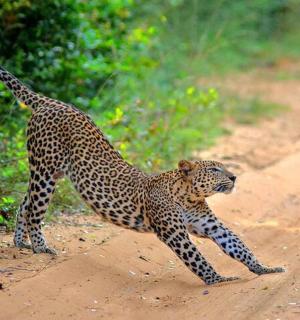 a baby cheetah walking on a dirt road
