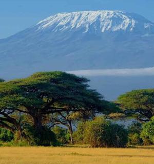 远处有一座雪山，山上有树木和一棵大树