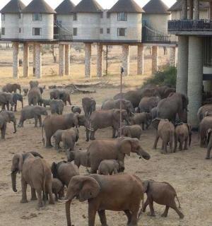 a herd of elephants standing in front of a building