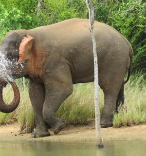 Un elefante rociándose con su trompa en el agua