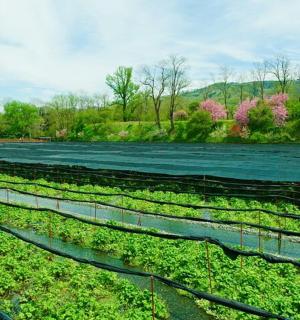 a field full of green plants next to a river