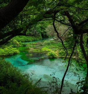 a river in a forest with green water and trees