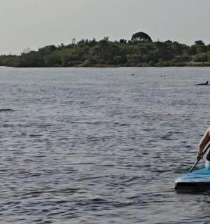 一个人在水中与海豚一起划桨