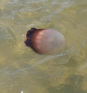 一个粉色物体漂浮在水中